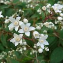 Deutzia staminea P1D